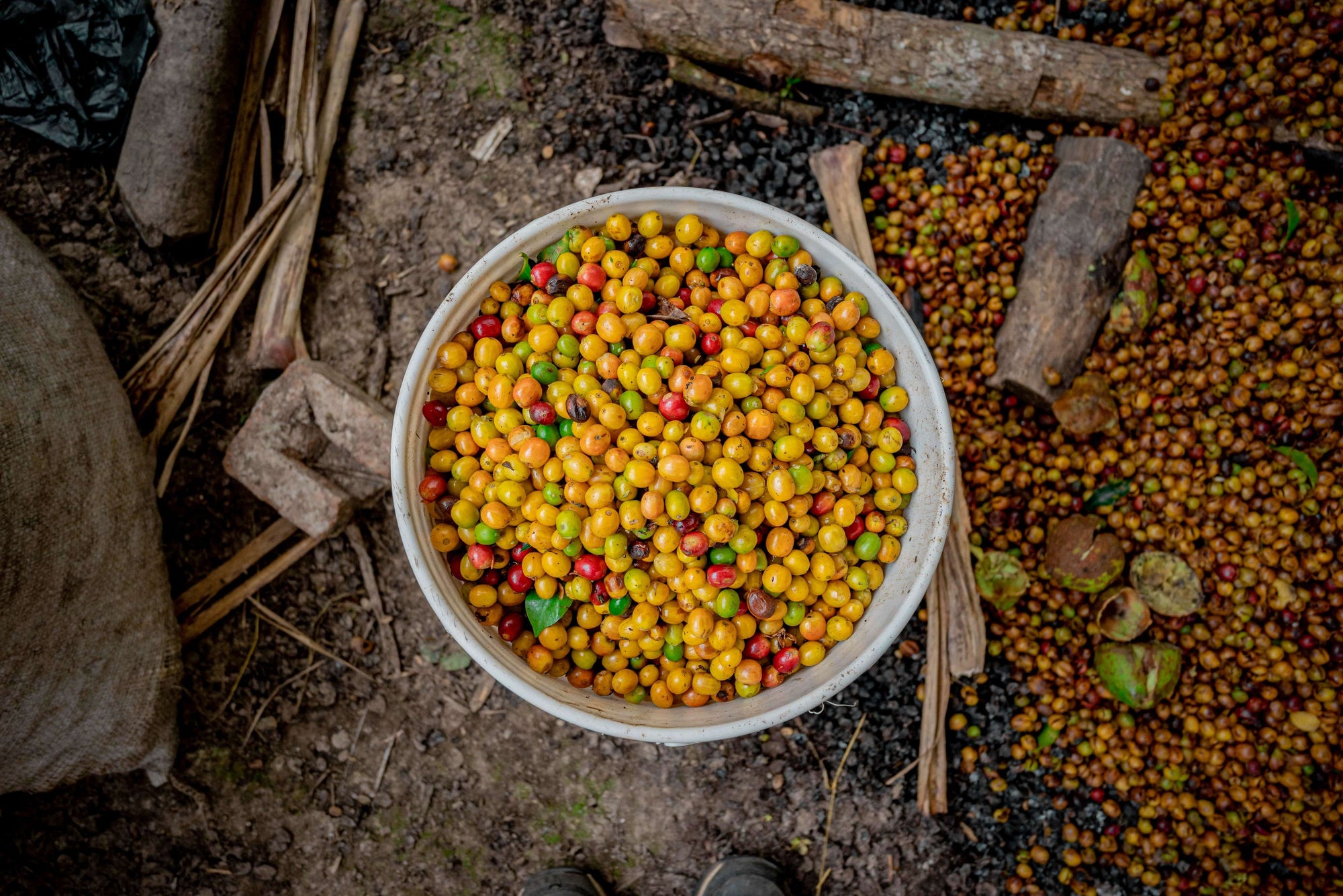 Peruvian Coffee Harvest Guide 2022/23
