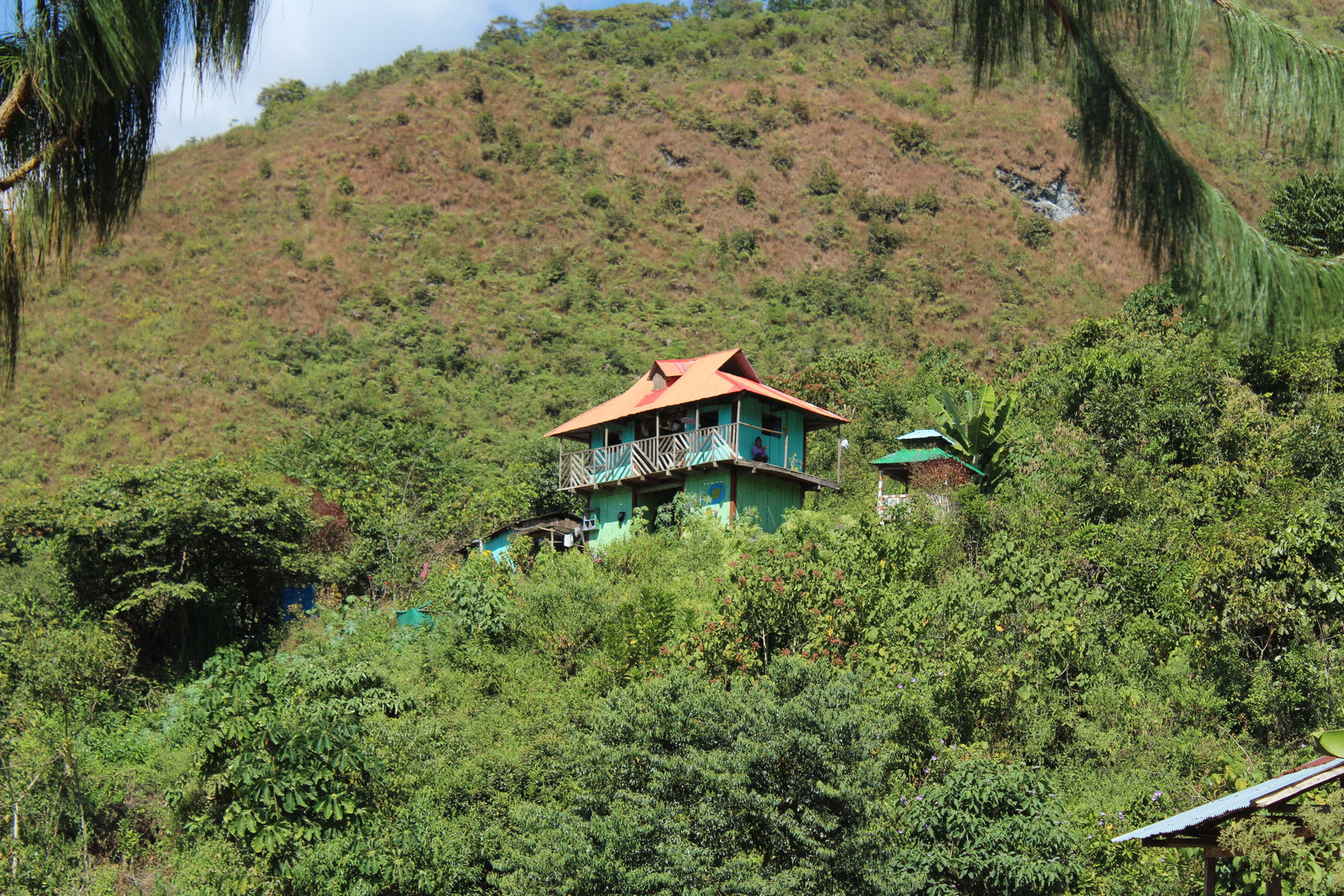 Emerging Coffee Regions: Harvest Guide 24/25