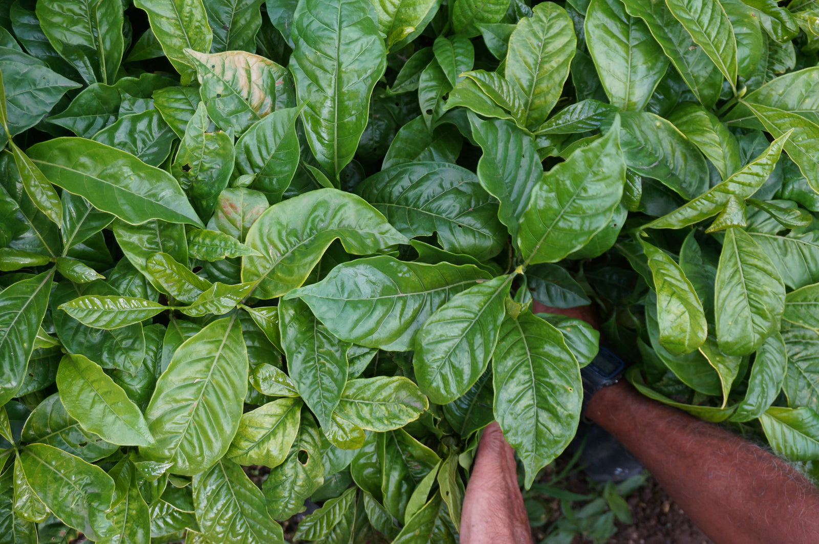 Traceability & Innovation: Harvest Guide 24/25