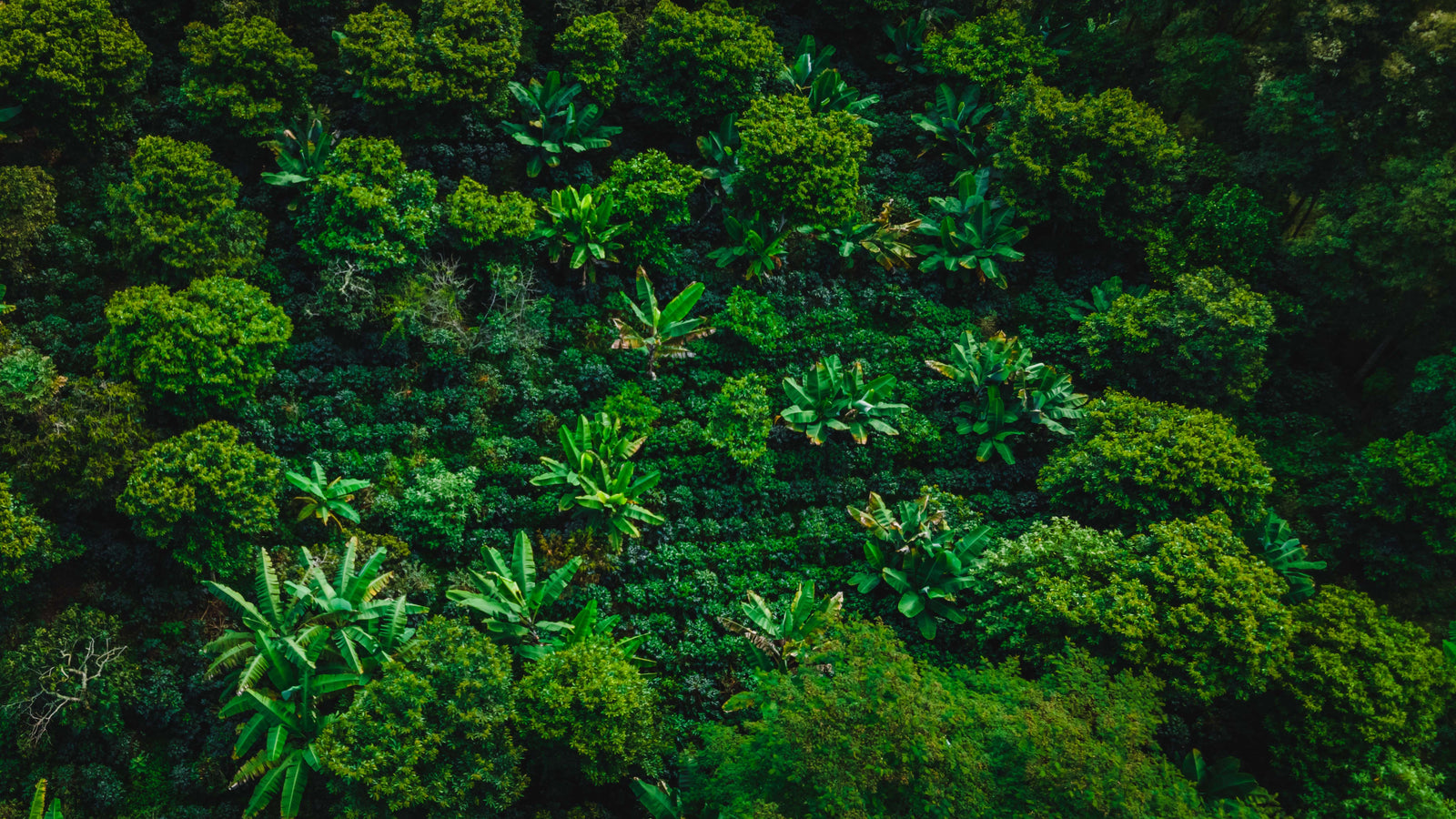 Peruvian Coffee Harvest Guide 2024/25