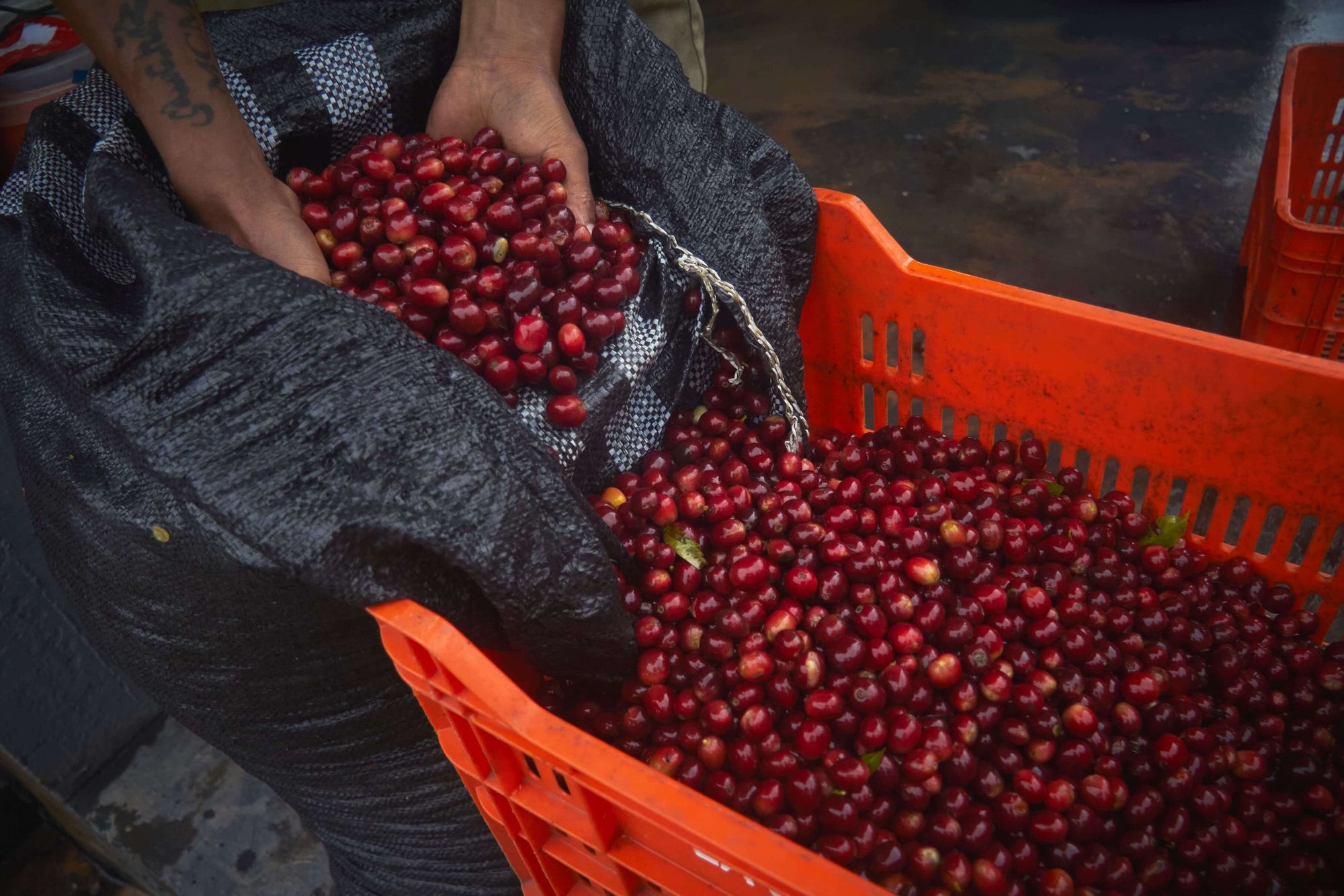 Peruvian Coffee Harvest Guide 2023/24