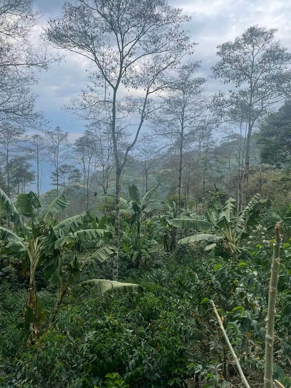 Coffee Agroforestry in Peru