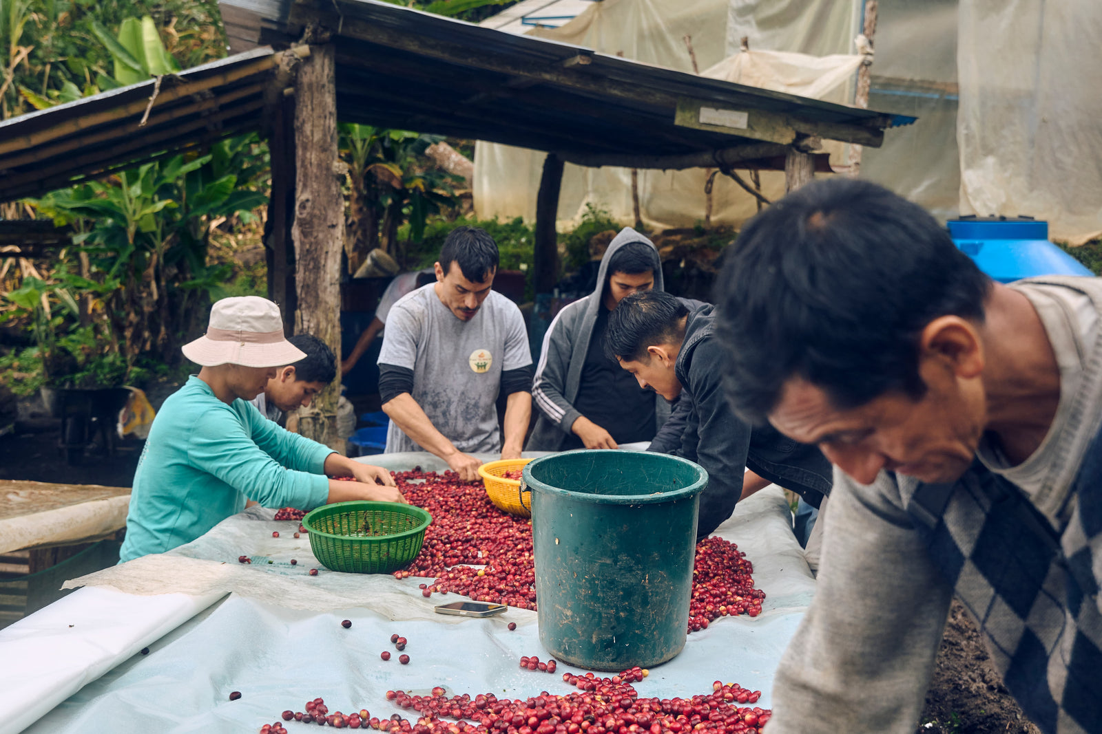 Producer Led Growth: Harvest Guide 24/25