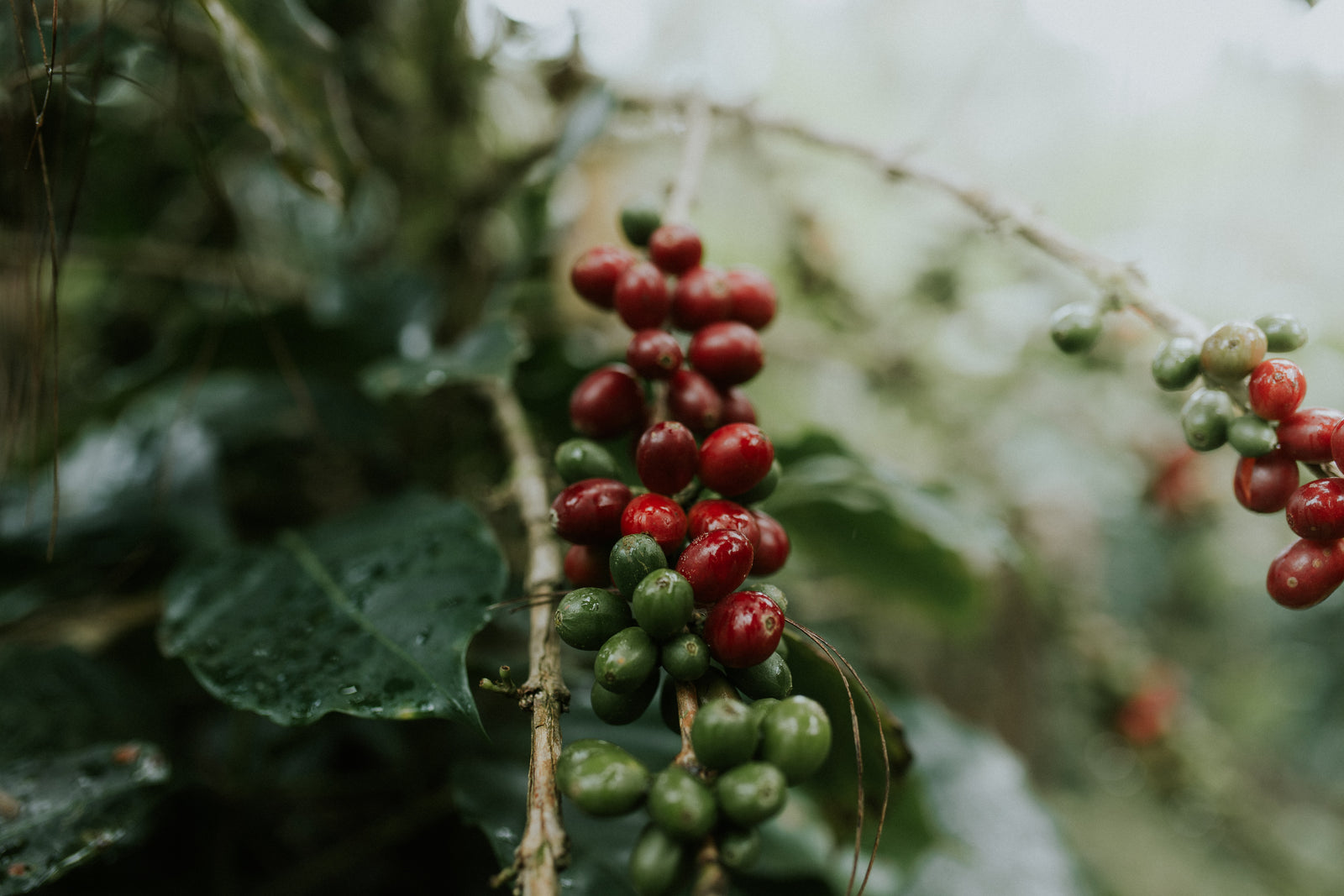 2022/23 Harvest - Peruvian Coffee Offer List
