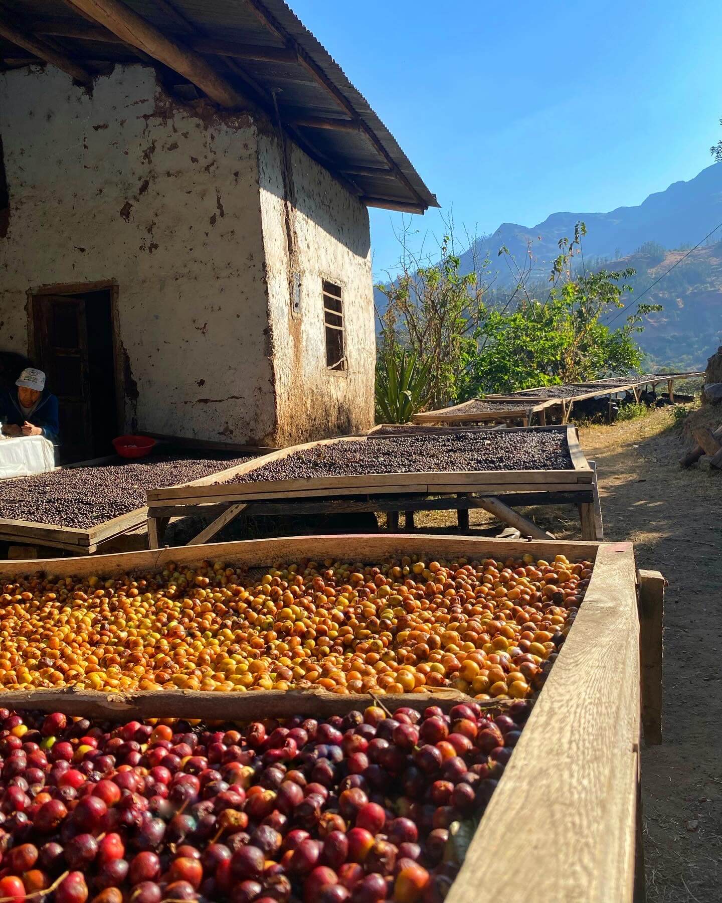 2024/25 Harvest - Peruvian Coffee Offer List