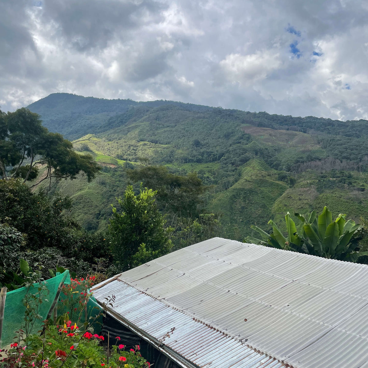 Hillside with greenery and a corrugated metal roof.