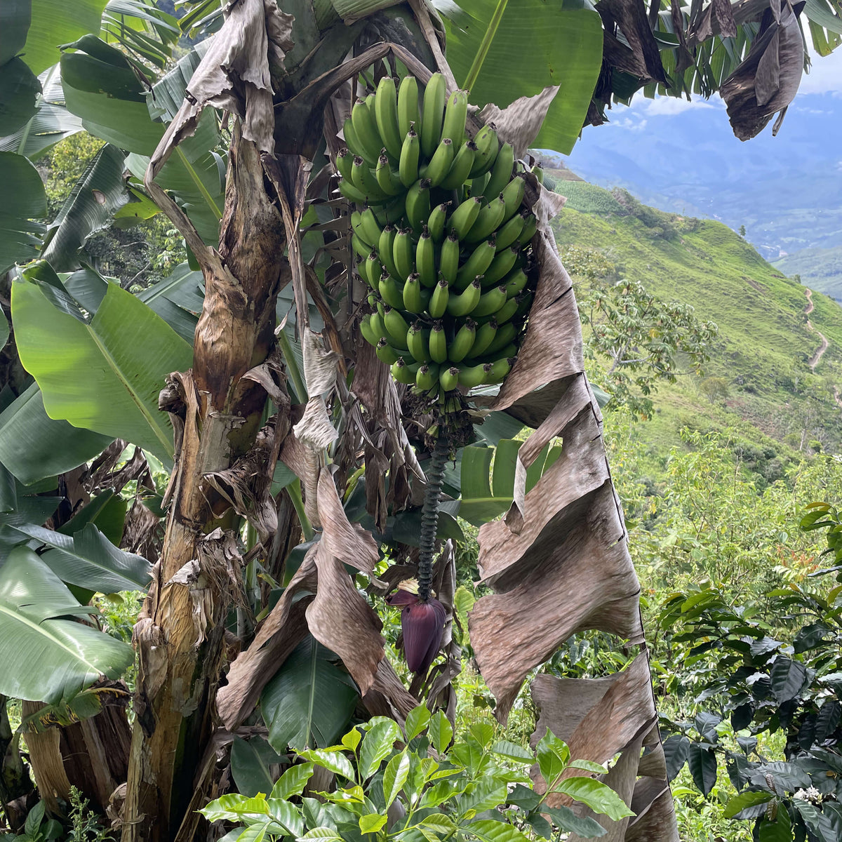 Gregorio Espinoza - Finca Voller - Washed - Caturra &amp; Typica - Microlot