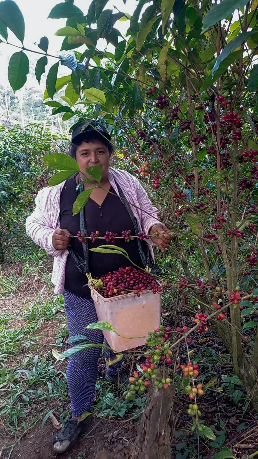 Finca La Bola - Blanca Flor Cordova - Natural - Red Geisha - Nanolot