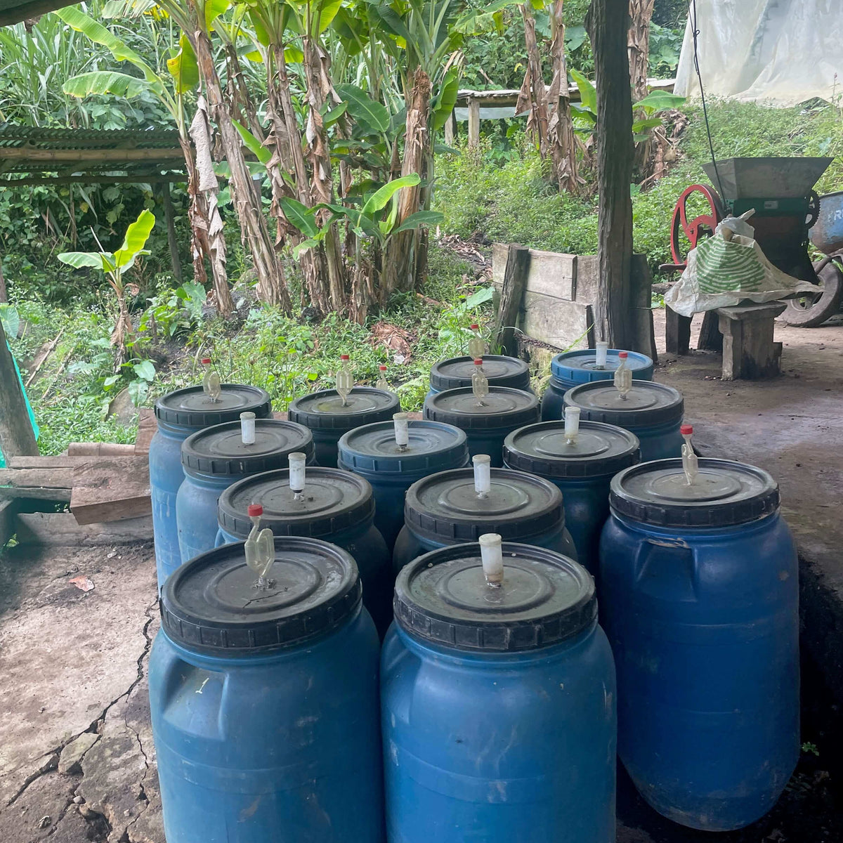 Stack of cherries undergoing an anaerobic fermentation in blue barrels with black lids in a tropical outdoor setting