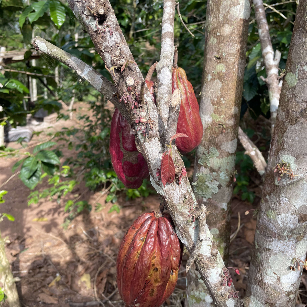 Gregorio Espinoza - Finca Voller - Washed - Caturra &amp; Typica - Microlot