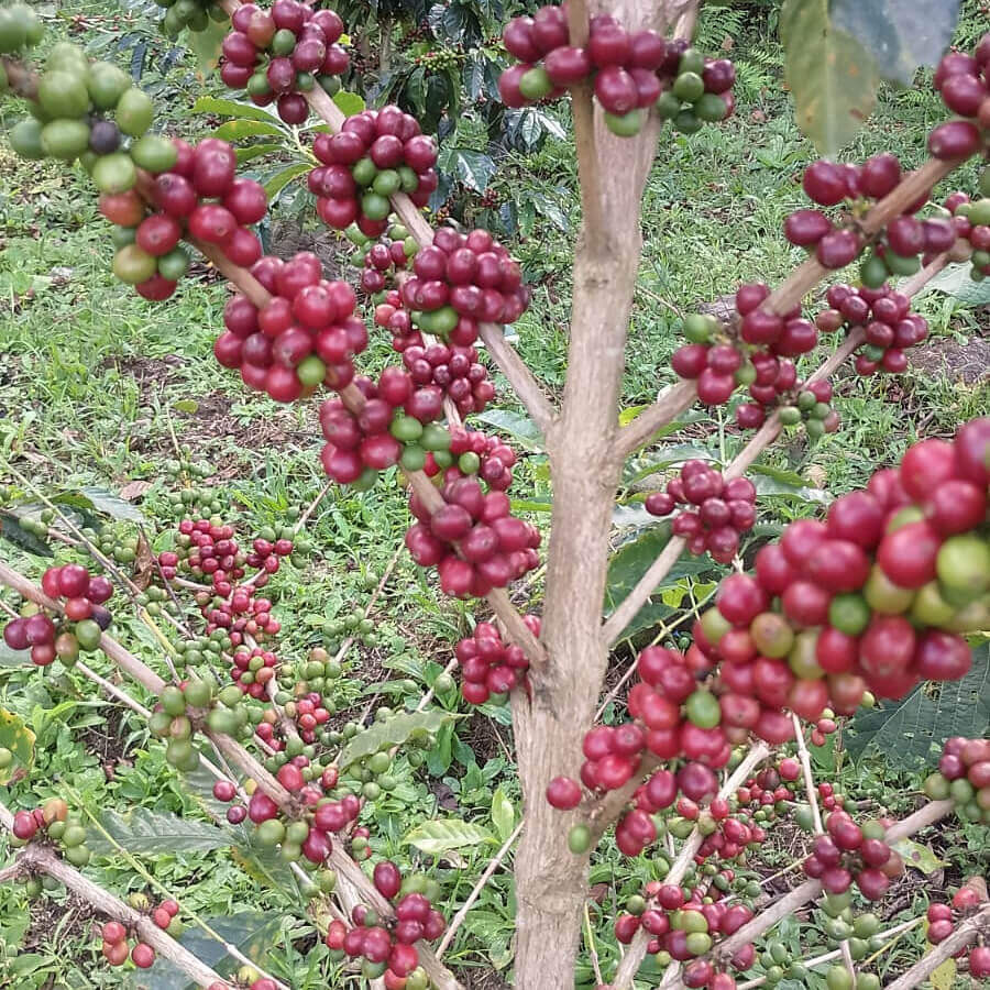 Close_up_of_red_cherries_SL28