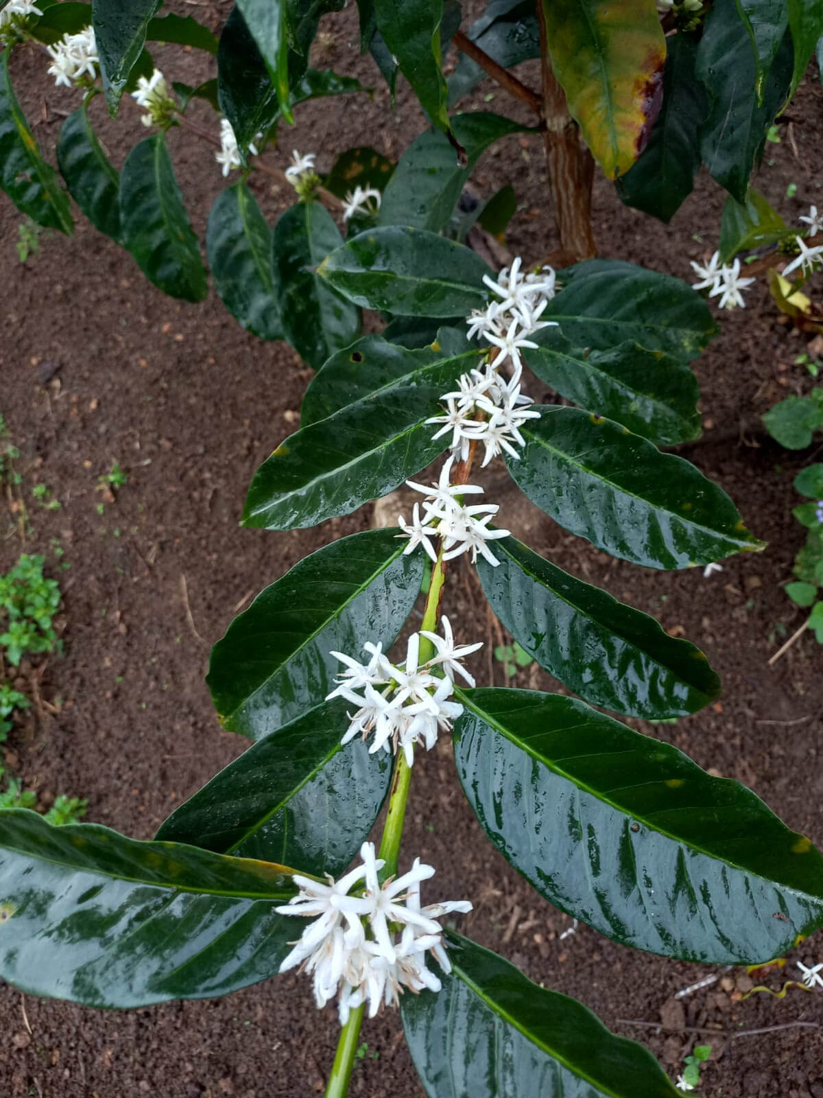 Finca La Bola - Blanca Flor Cordova - Natural - Red Geisha - Nanolot