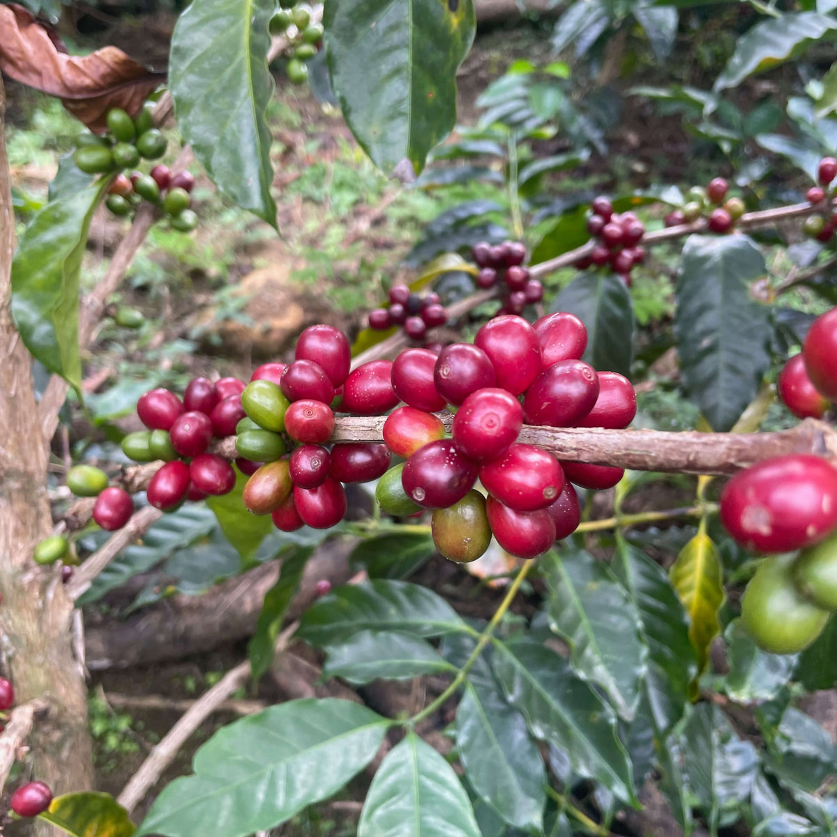 Red coffee berries on a branch with green leaves in the background