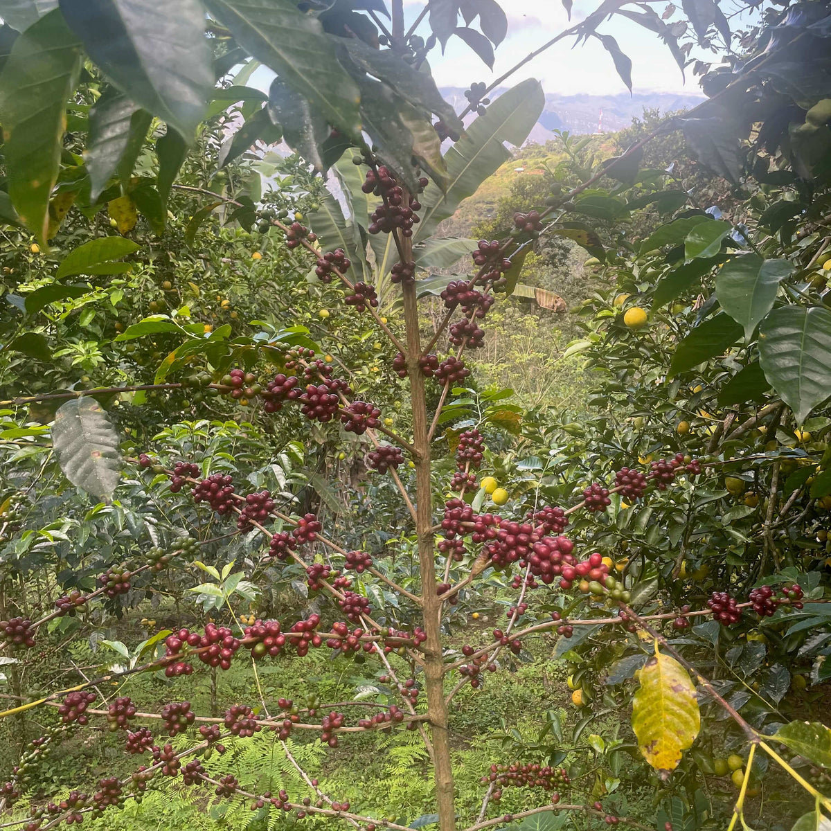 Coffee tree with red berries in a forest setting