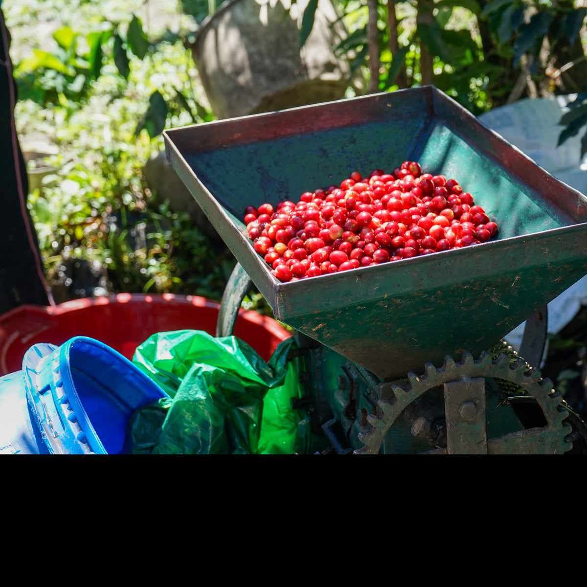 Red coffee cherries in a metal container with greenery in the background