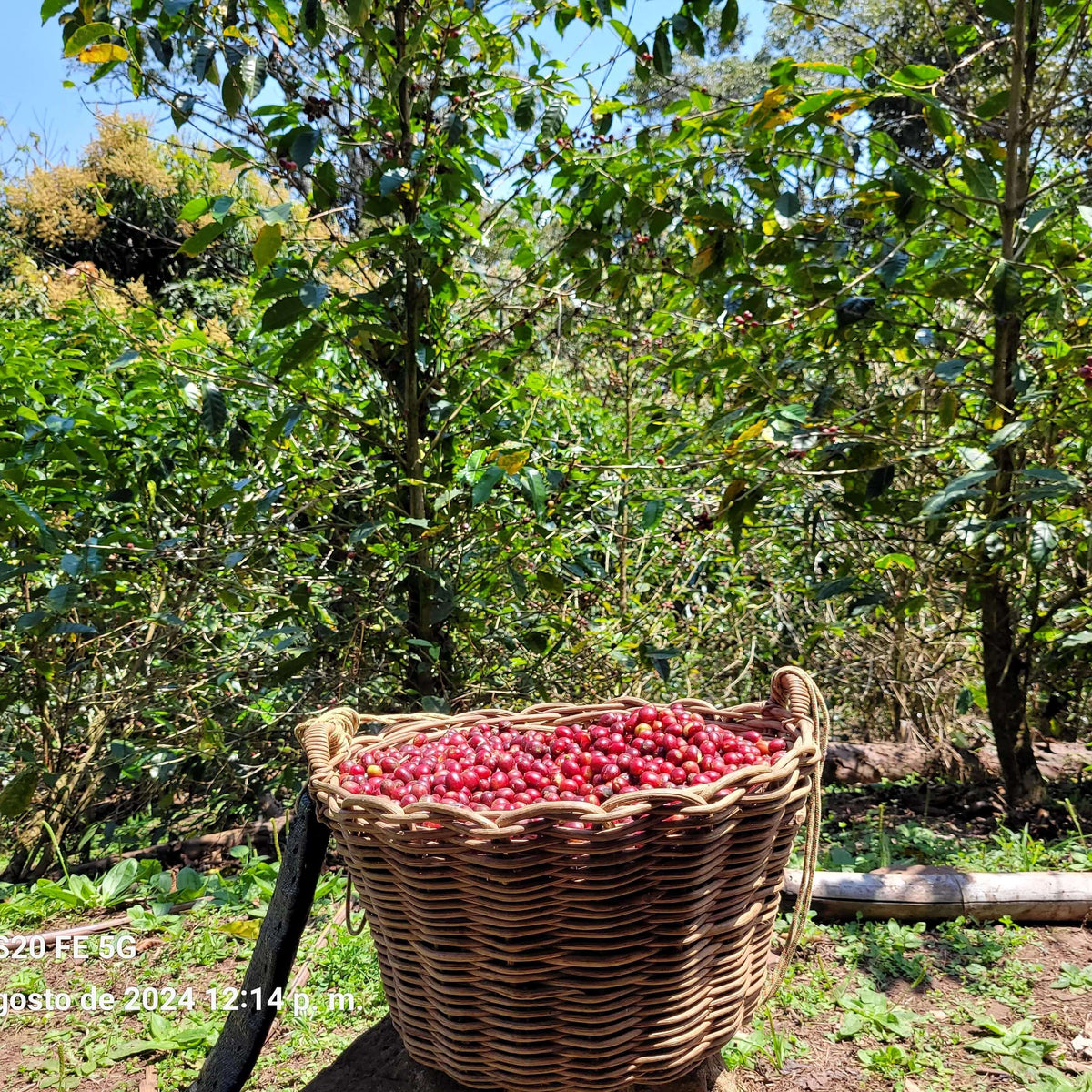 Finca Los Orquídeas - Winkler Tapia - Geisha - Nanolot