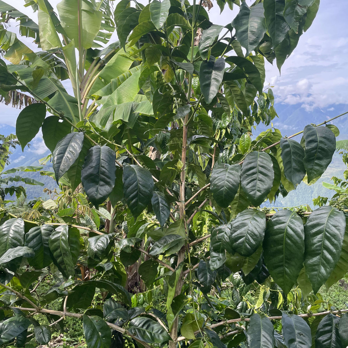 Gregorio Espinoza - Finca Voller - Washed - Caturra &amp; Typica - Microlot