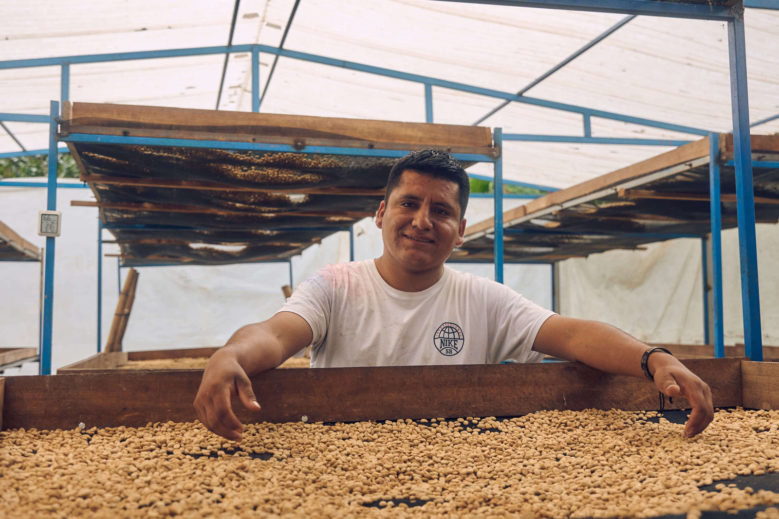 David_Flores_in_a_solar_dryer_over_raised_bed_of_parchement_coffee