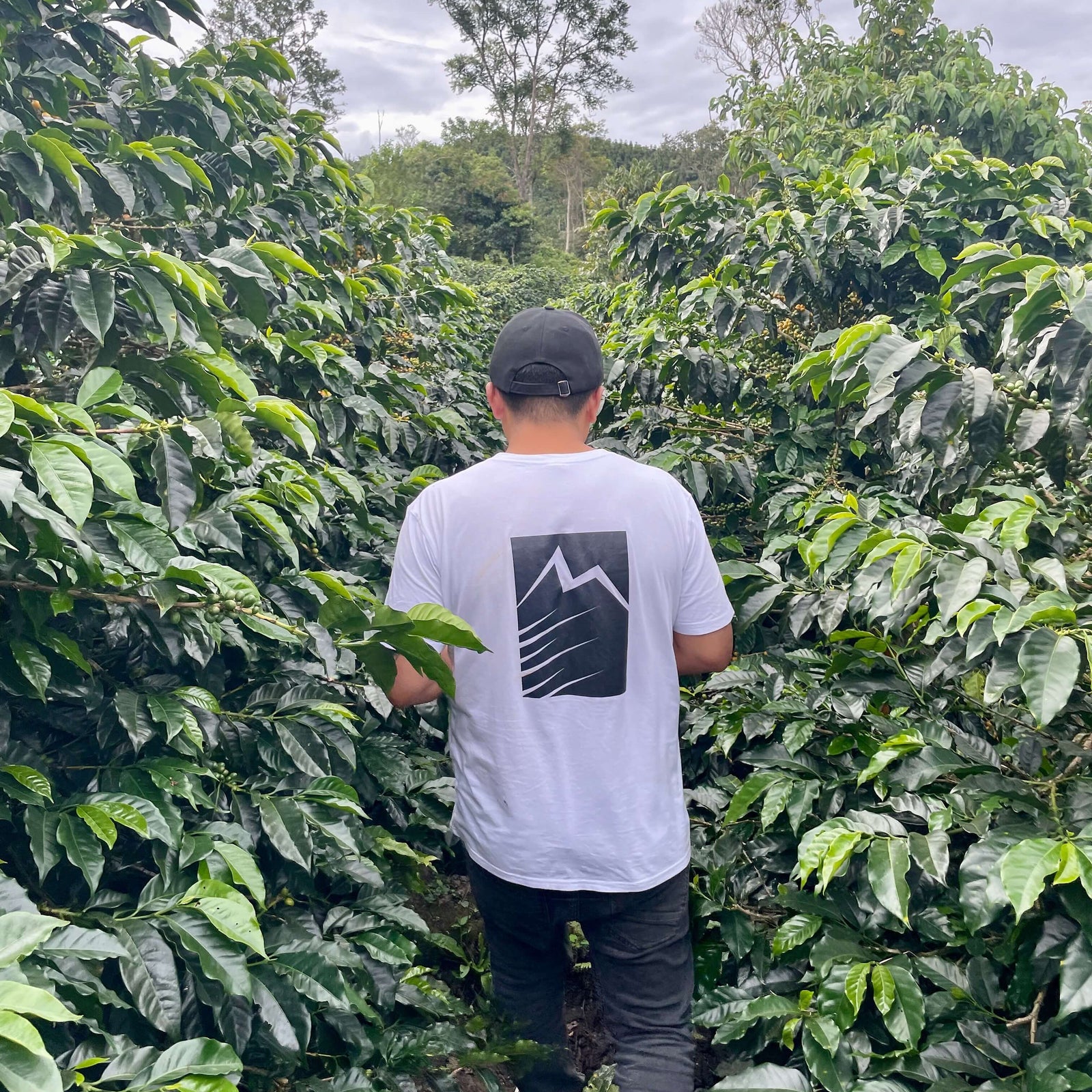 Person standing among coffee trees in a coffee plantation