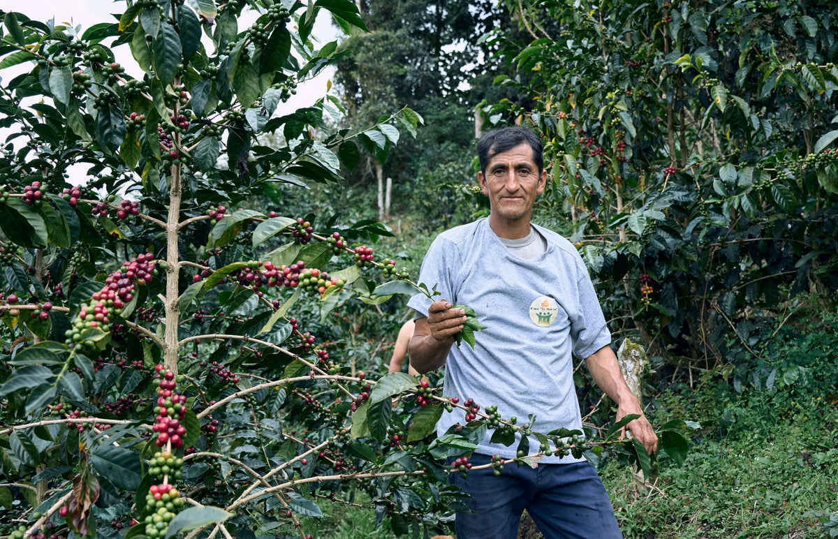 Finca El Morito - Faustino Flores - Marshell - Microlot