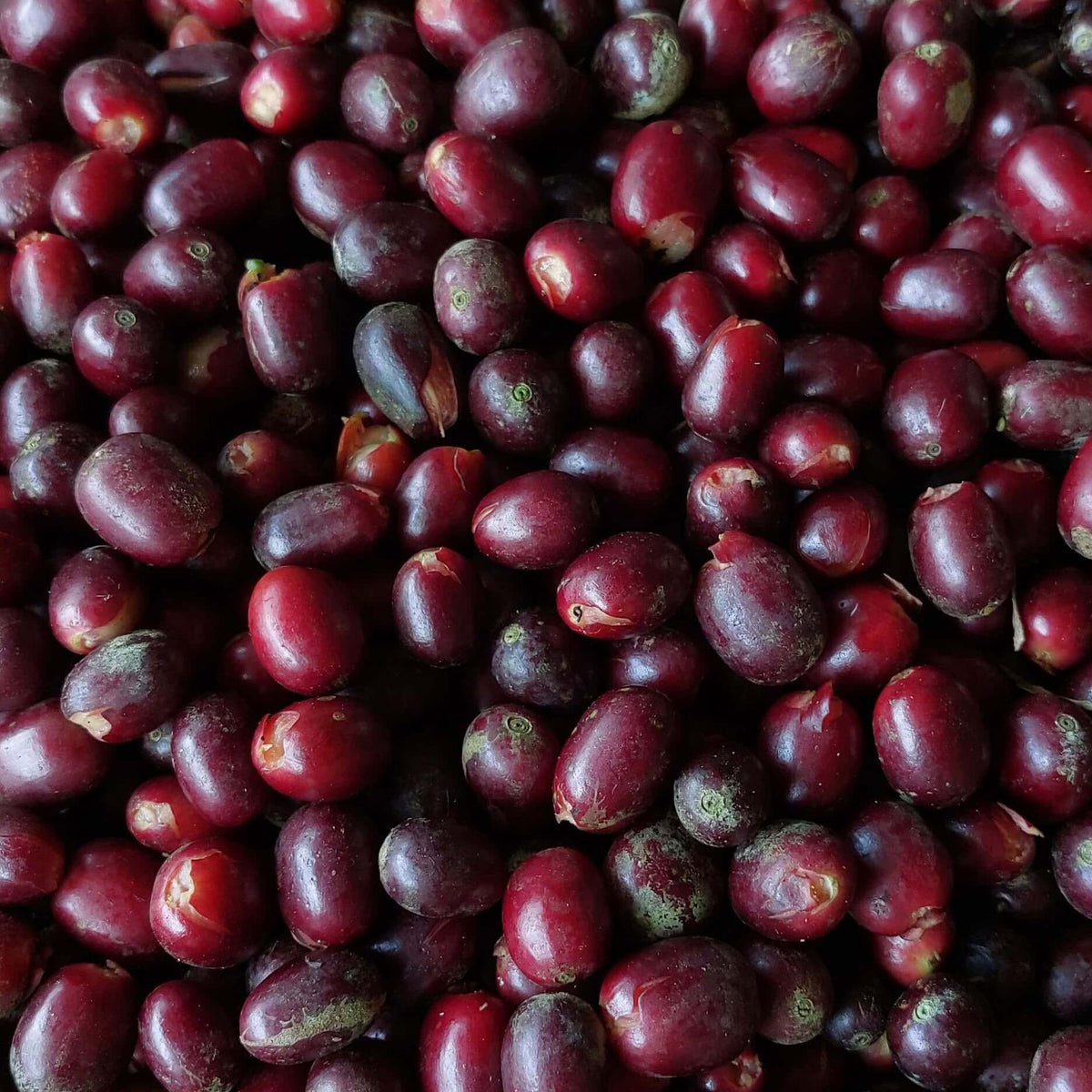 Finca Pacpa - Manuel Marlo Baca - Pacamara - Microlot