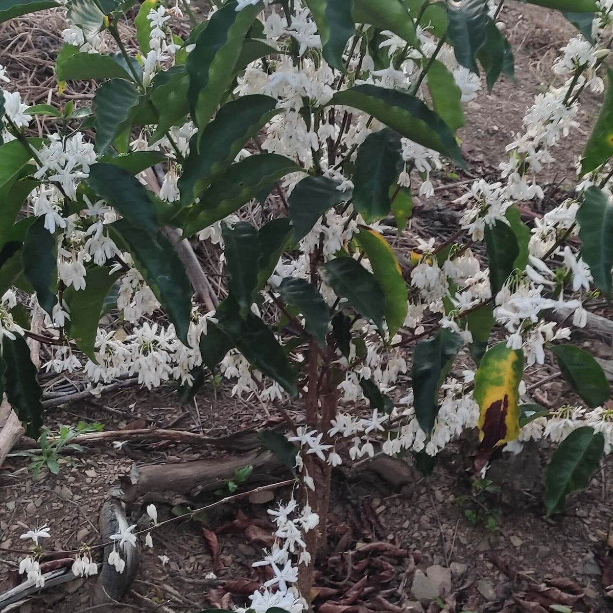 Finca La Trinidad - Alexander Robles Loaiza - Geisha - Nanolot