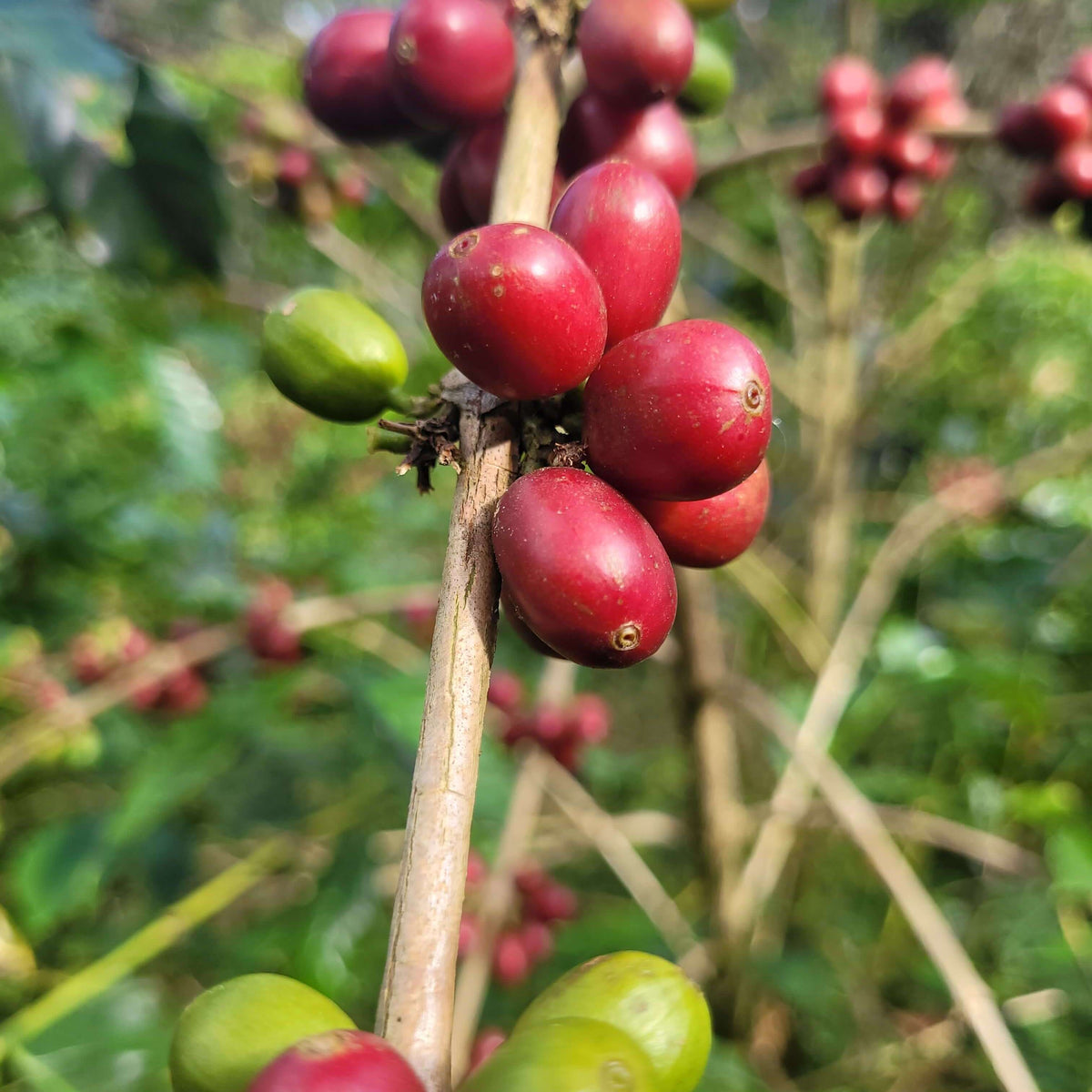 Finca Los Orquídeas - Winkler Tapia - Geisha - Nanolot