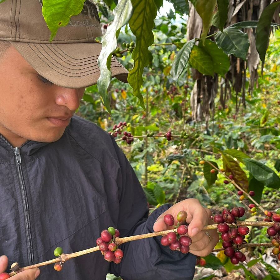 Gilder Tantalean - Natural Bourbon - Microlot