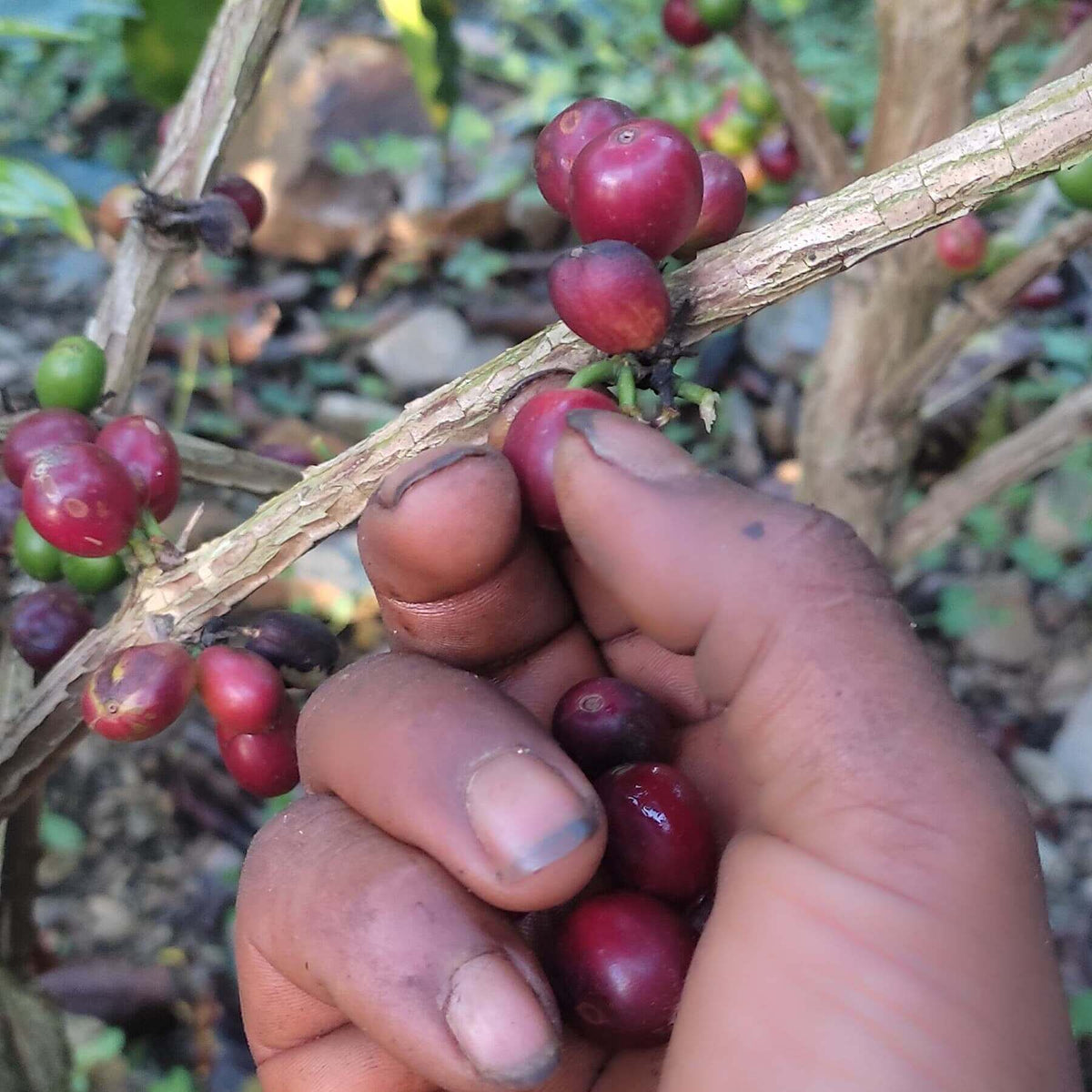 Finca La Trinidad - Alexander Robles Loaiza - Geisha - Nanolot