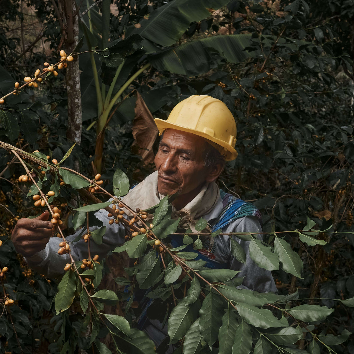 Man in a yellow hard hat inspecting coffee beans on a tree