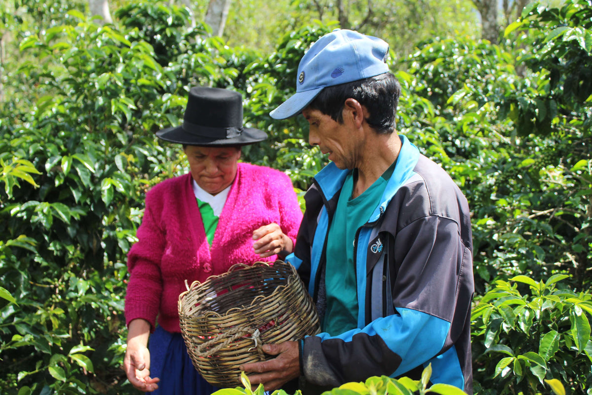 Hortencia Victoria Berrocal &amp; Mauricio Ortiz - Finca Puquiopampa - Washed - Caturra &amp; Typica - Microlot