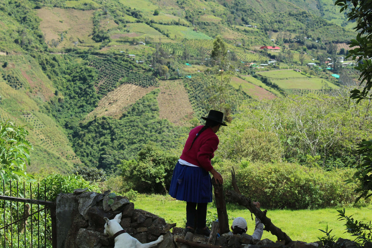 Hortencia Victoria Berrocal &amp; Mauricio Ortiz - Finca Puquiopampa - Washed - Caturra &amp; Typica - Microlot