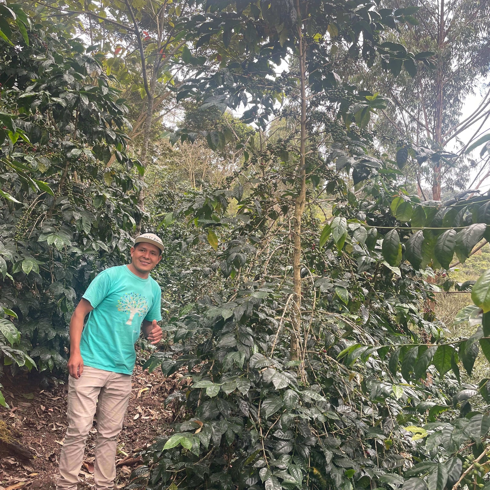 Manuel standing among coffee trees at his farm Finca Pacpa