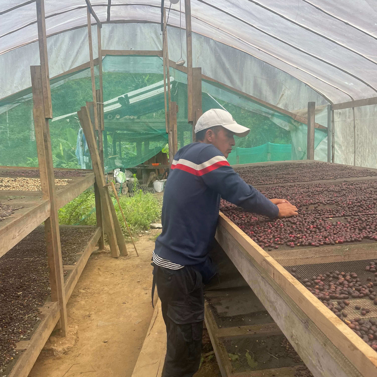 Marcos working with coffee beans in a solar dryer setting