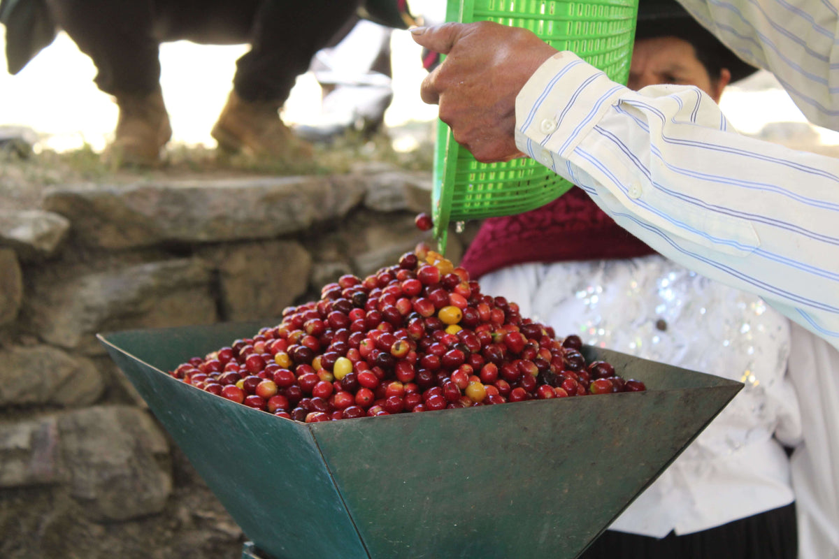 Hortencia Victoria Berrocal &amp; Mauricio Ortiz - Finca Puquiopampa - Washed - Caturra &amp; Typica - Microlot