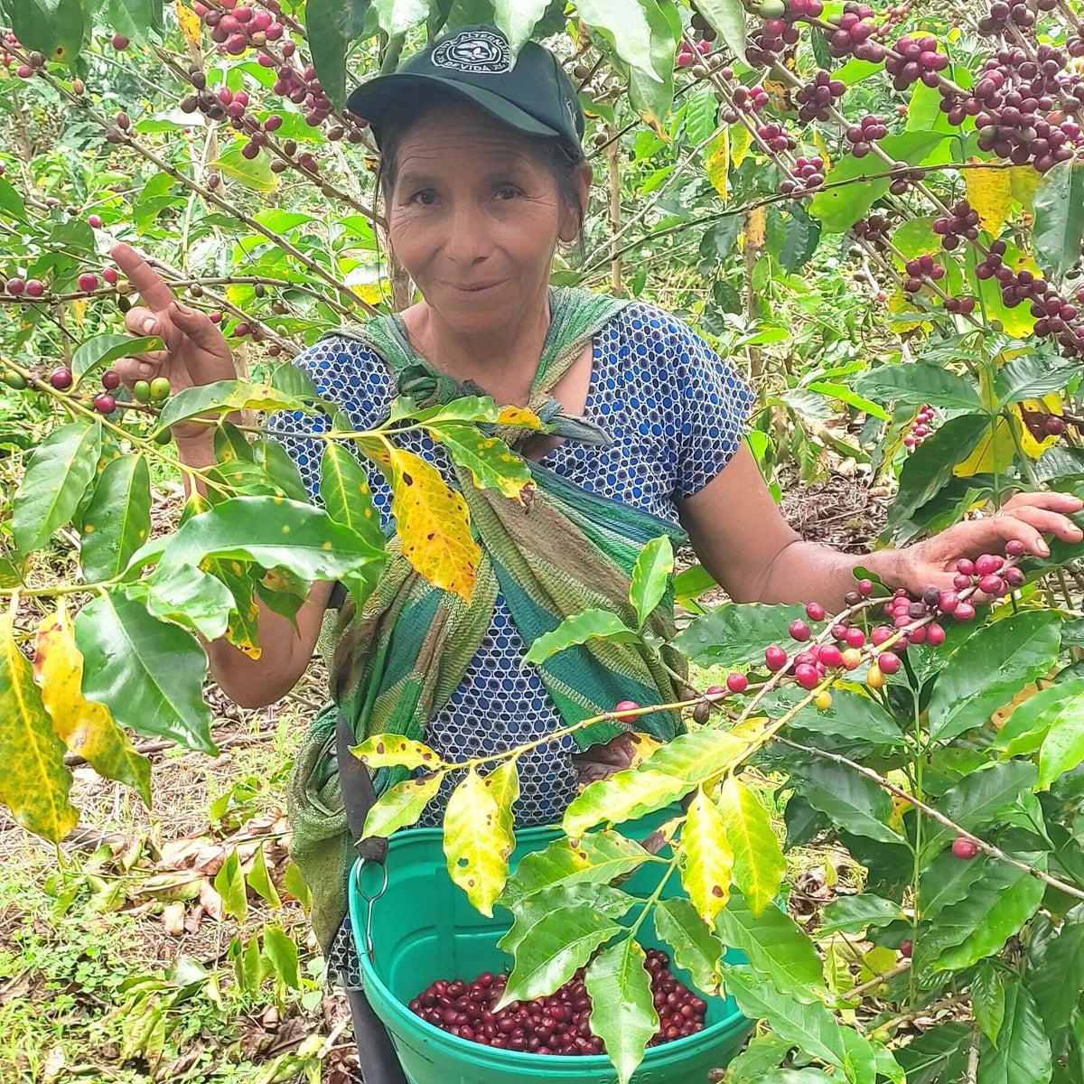 Finca La Trinidad - Alexander Robles Loaiza - Geisha - Nanolot