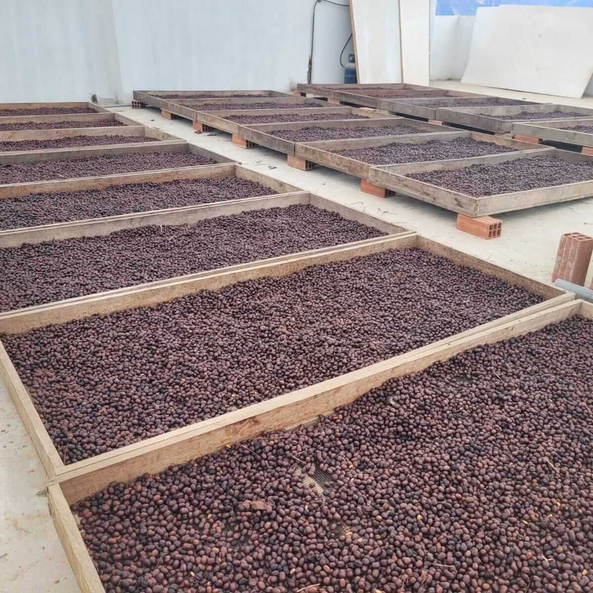 Finca Los Orquídeas - Winkler Tapia - Geisha - Nanolot