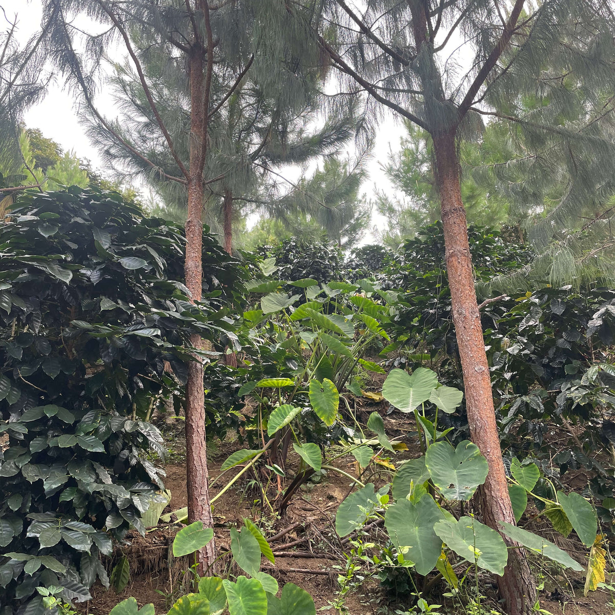 Tropical forest with coffee plants and large leafy plants