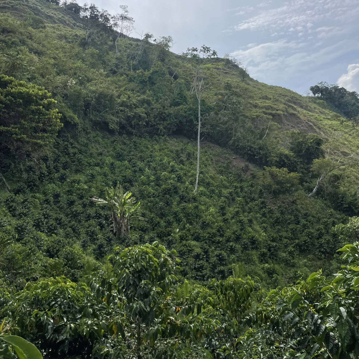 Gregorio Espinoza - Finca Voller - Washed - Caturra &amp; Typica - Microlot