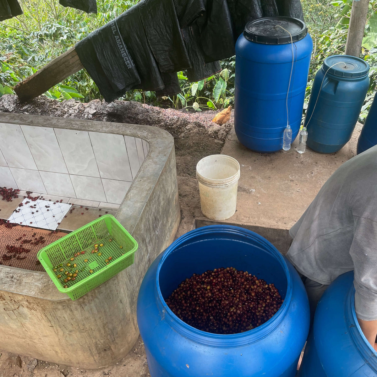 Bucket of cherriesin a rustic outdoor setting with blue barrels and green basket.