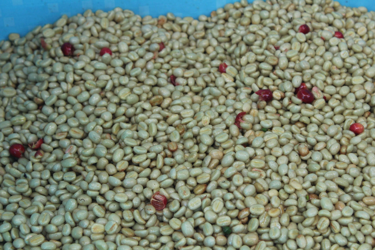 Hortencia Victoria Berrocal &amp; Mauricio Ortiz - Finca Puquiopampa - Washed - Caturra &amp; Typica - Microlot