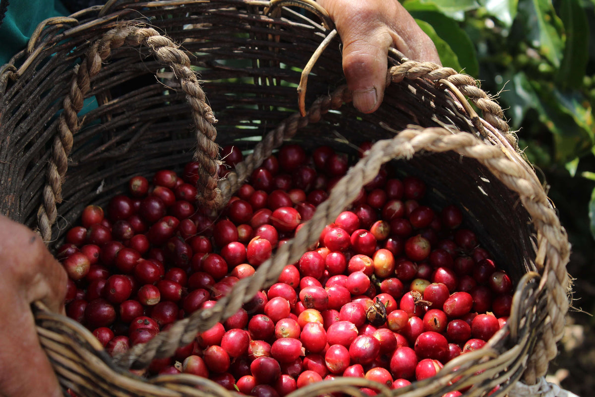 Hortencia Victoria Berrocal &amp; Mauricio Ortiz - Finca Puquiopampa - Washed - Caturra &amp; Typica - Microlot