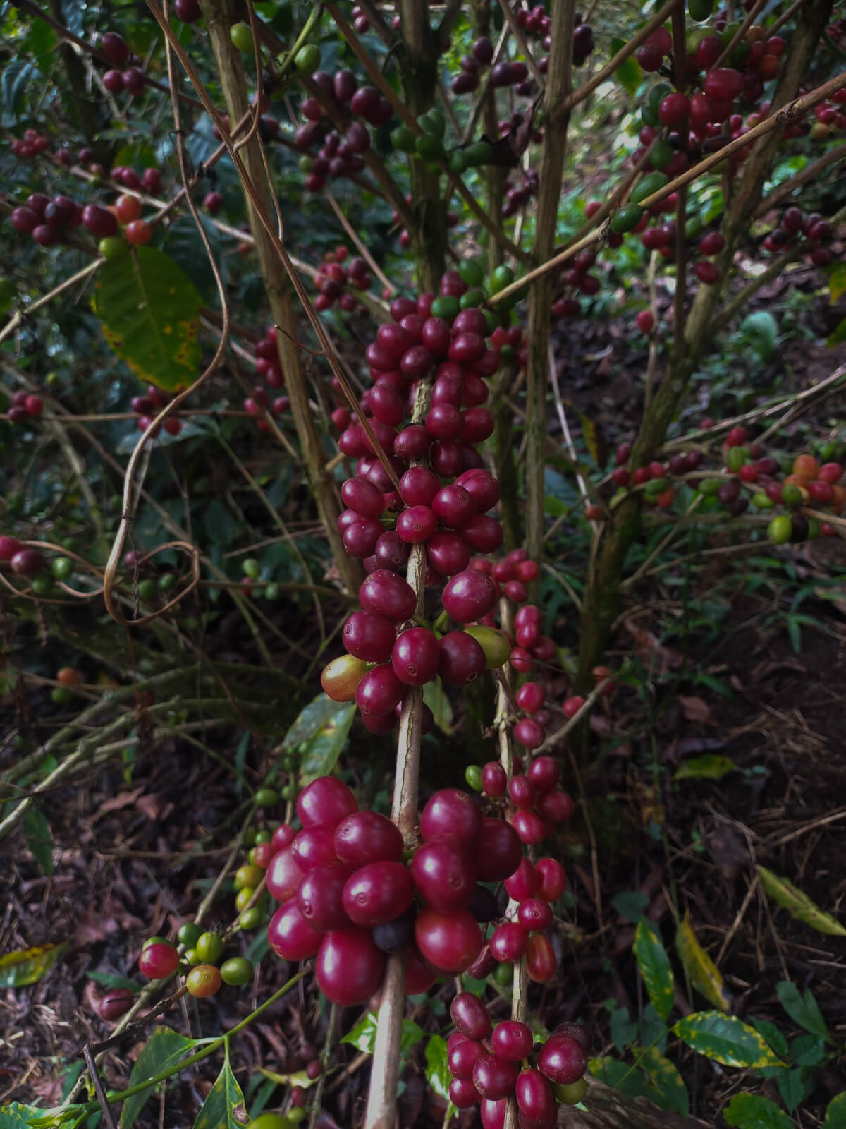 Finca La Bola - Blanca Flor Cordova - Natural - Red Geisha - Nanolot