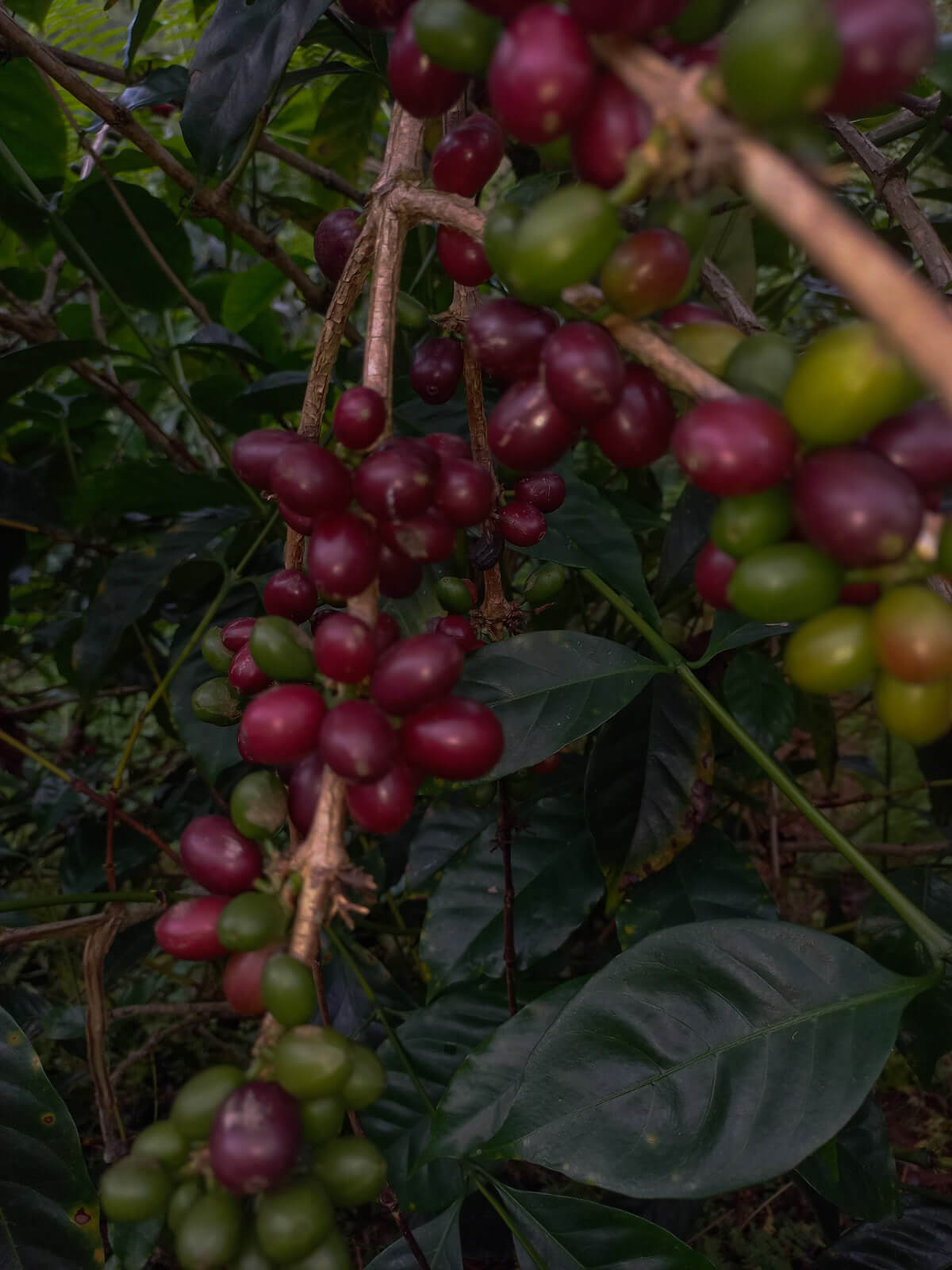 Finca La Bola - Blanca Flor Cordova - Natural - Red Geisha - Nanolot