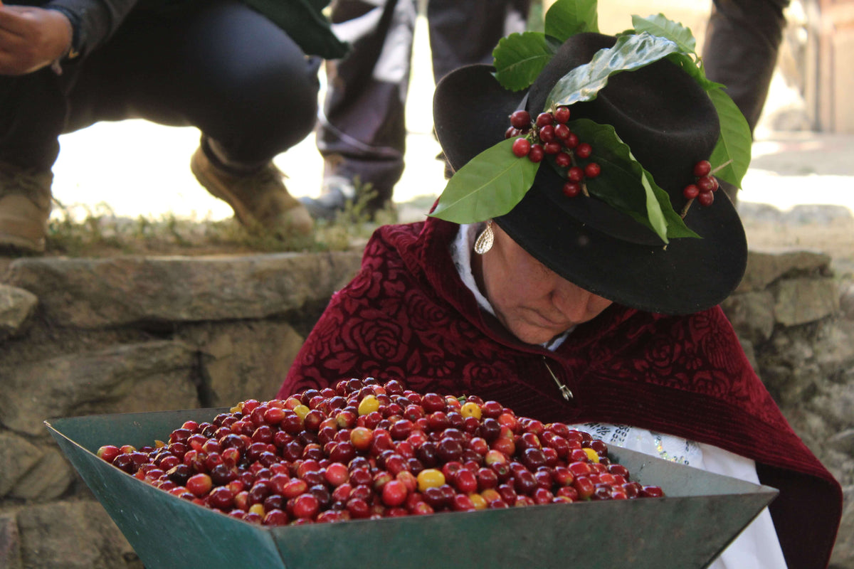 Hortencia Victoria Berrocal &amp; Mauricio Ortiz - Finca Puquiopampa - Washed - Caturra &amp; Typica - Microlot