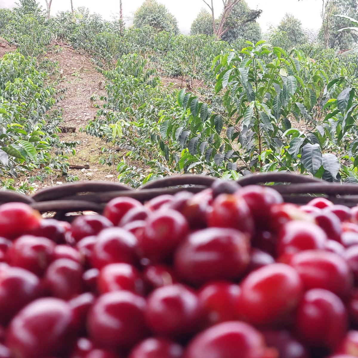 Finca Pacpa - Manuel Marlo Baca - Pacamara - Microlot