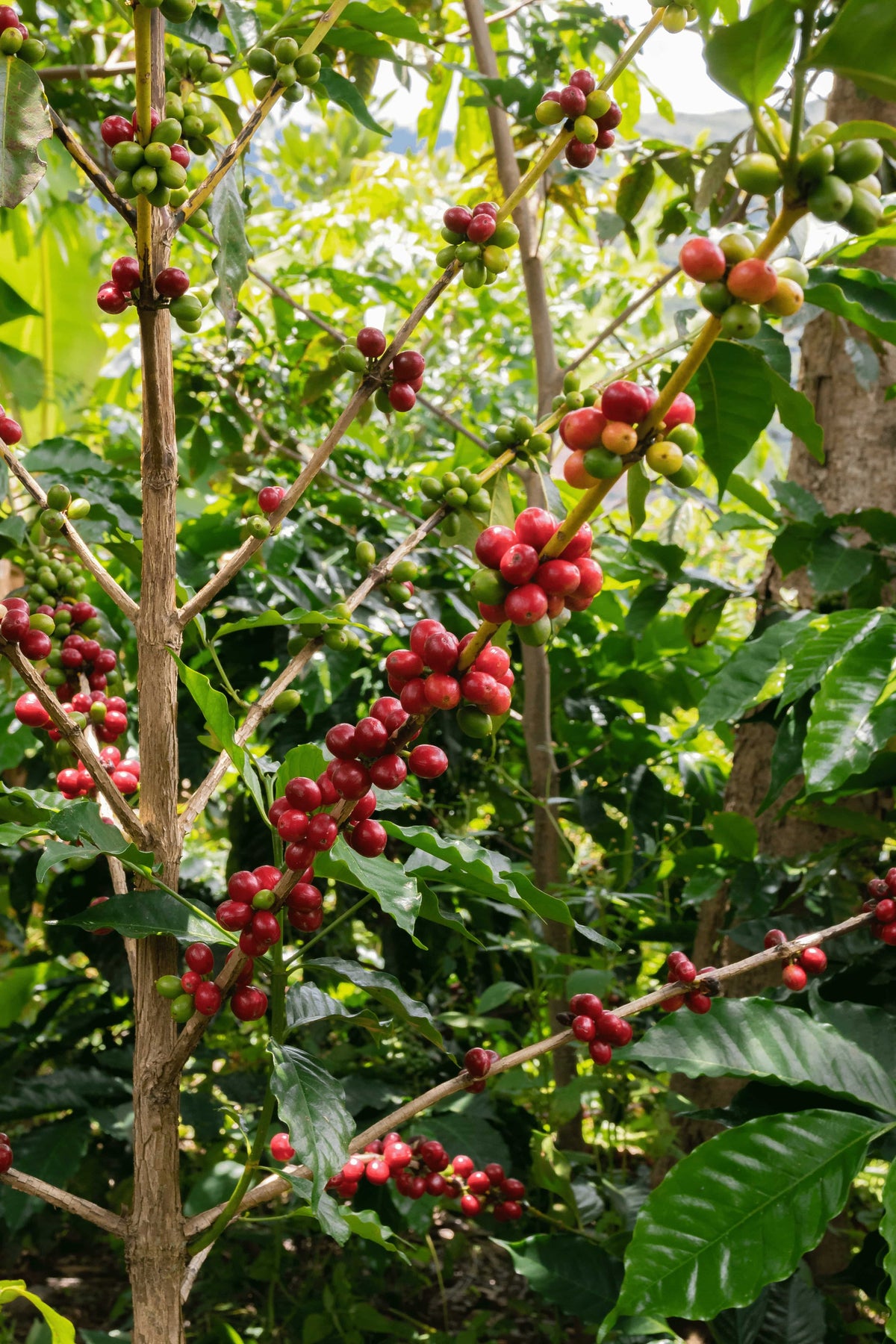 Laguna Los Condores - Cooperative Coffee - SCA 84