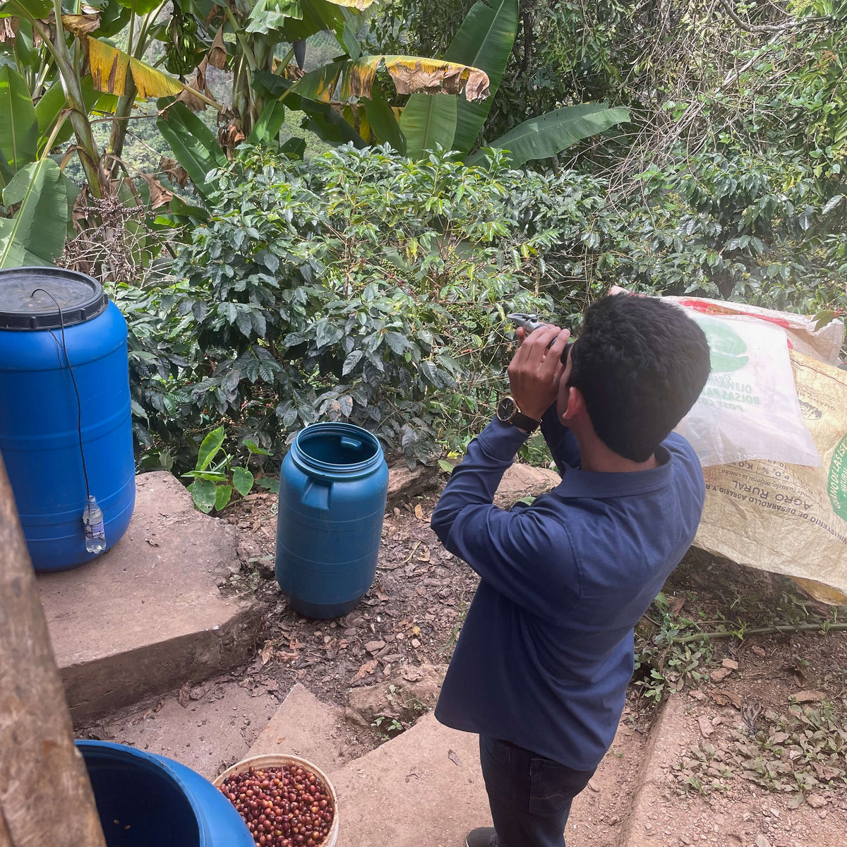 Roiber checking brix of coffee plants with blue water containers in the background