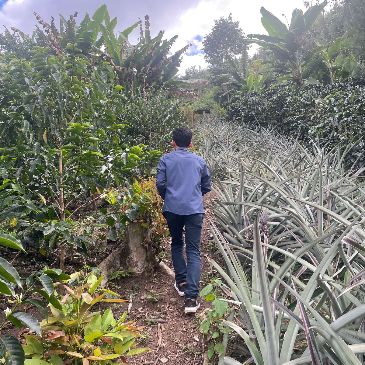 Roiber walking through a coffee plantation with tall plants and trees in the background.
