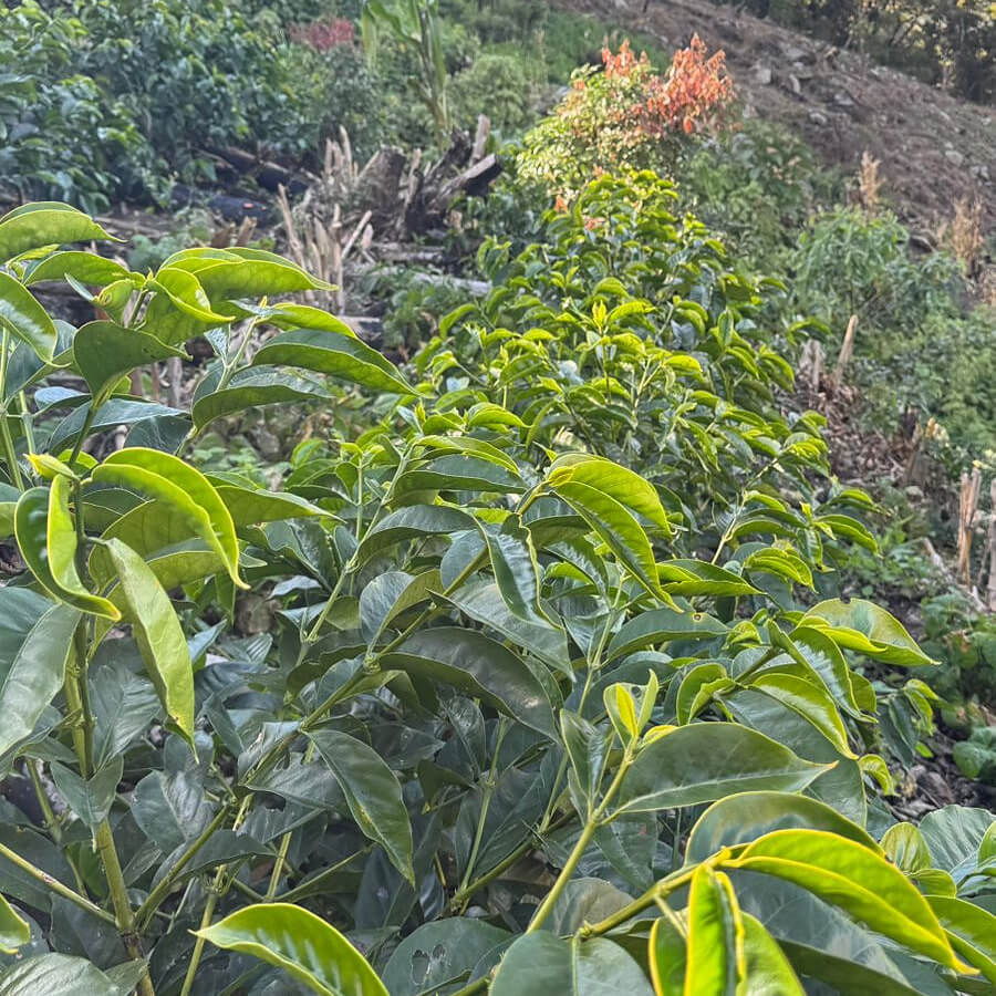 Tres Cedros - Saulo & Ronald Ibias Casa - Washed SL-09 - Nanolot